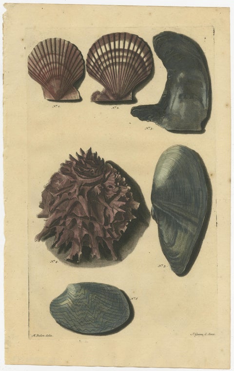 Set of 6 Colored Antique Prints of various Sea Shells and Molluscs, view 5