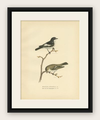Antique Bird Print of the Pied Flycatcher, 1927, shown framed