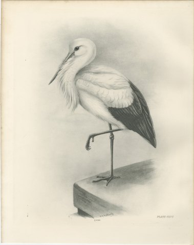 White Stork Standing on One Leg, Plate CLVI after Lilian Medland, c. 1909, view 2