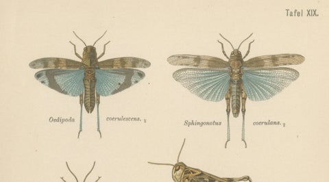 Pair of Antique Entomology Lithographs by Richard Tümpel, Germany 1908, close-up 3