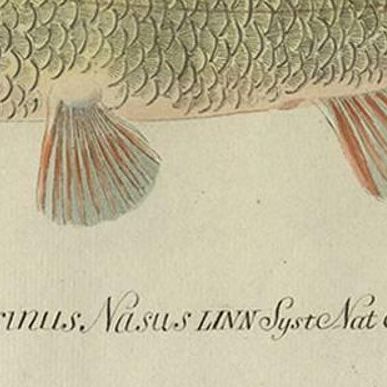 Antique Fish Print 'Cyprinus Nasus' by C. von Meidinger, 1785, close-up 1