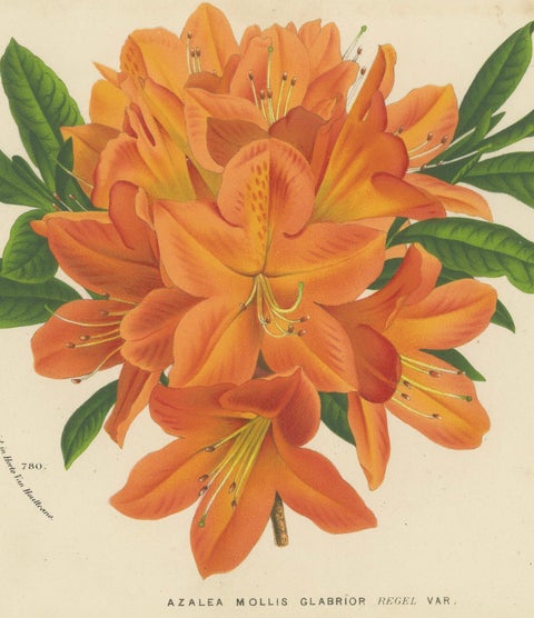 Enchanted Blossoms: Masterpieces of Botanical Art from Van Houtte's Florilegium, close-up 3