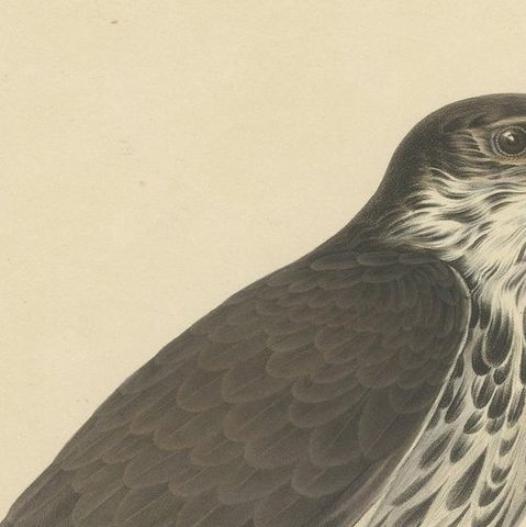 Antique Bird Print of the African Hawk-Eagle by Severeyns 'c.1850', close-up 1