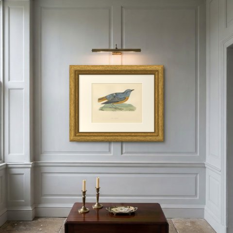 Rock Thrush on a Grassy Mound, Hand Colored Bird Print, Morris, 1896, shown framed on a wall