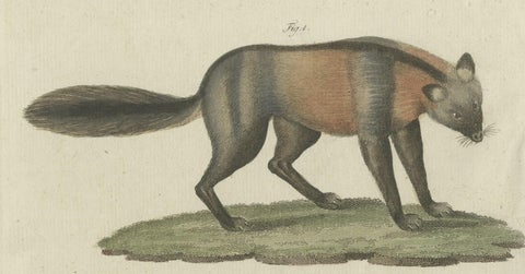 Original Hand-Colored Antique Print of a Fox and Hyena species, close-up 2