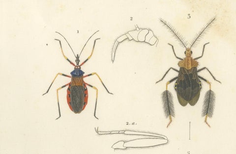 Antique Dragonfly Prints, Neuropteres Plates 3 & 6, Copper Engravings, ca.1800, close-up 5