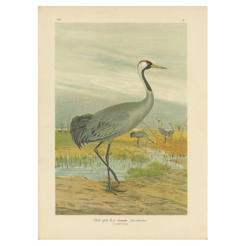 Majestic Common Crane in Wetland Landscape, Antique Bird Chromolithograph, 1880