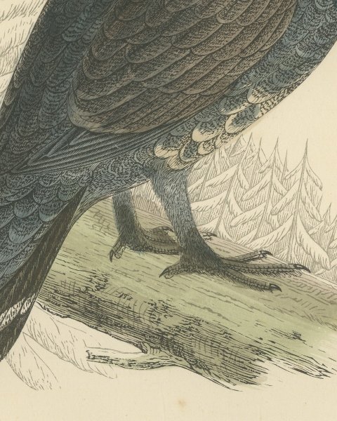 Capercaillie on a Fallen Log in Snowy Pines, Antique Bird Print, Morris, 1896, close-up 2