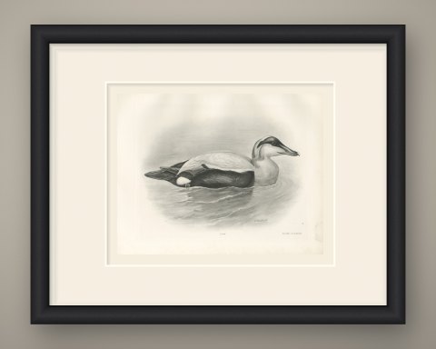 Eider Drake Swimming, Plate CLXXXVII after Lilian Medland, c. 1909, shown framed