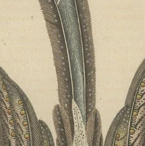 Stunning Decorative Old Hand-Colored Bird Print of a Pheasant, close-up 2