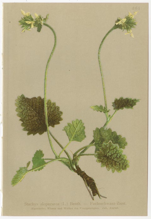 Antique Botanical Prints Alpine Flora Set of 8, Chromolithographs, 1897, view 10