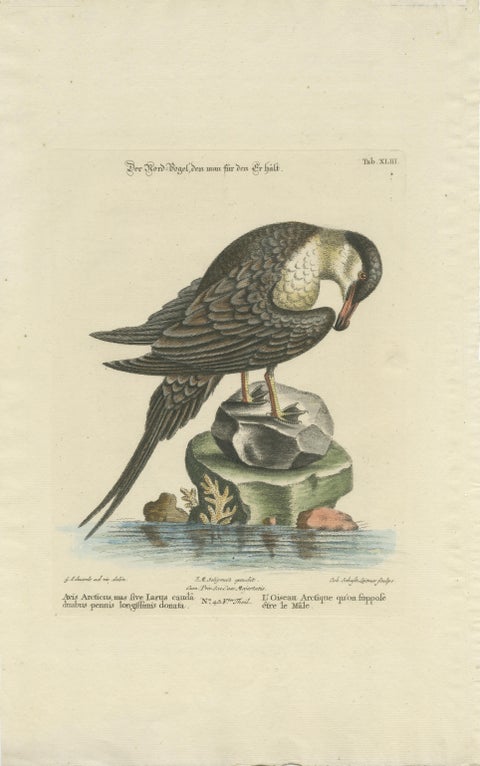 Set of 2 Antique Prints of a Male and Female Arctic Bird, view 3