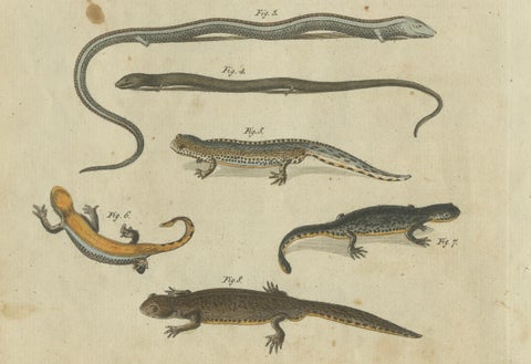 Fascinating 1805 Hand-Colored Engraving of Amphibians and Reptiles, close-up 1