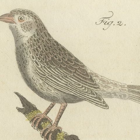 Yellowhammer, Ortolan and Buntings, Antique Bertuch Print, Vienna, circa 1805, close-up 1