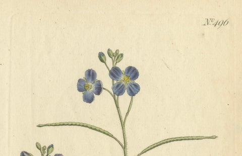 Exquisite 1800 Blue Wildflower Botanical Engraving, A Rare Floral Masterpiece, close-up 3