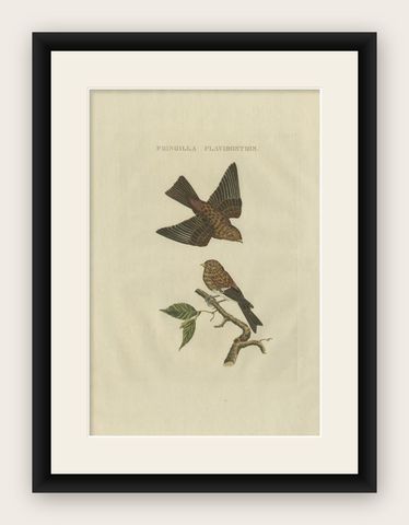 Twite, Fringilla Flavirostris, Antique Hand-Coloured Bird Print, 1809, shown framed