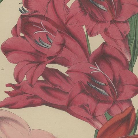 Antique Botany Print of Gladiolus Varieties by Cheffins 'c.1850', close-up 2