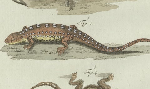 Original Antique Print of Four Exotic Lizards by Bertuch, 1802, close-up 3