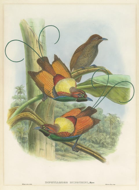 Antique Bird Print of Hunstein's Bird of Paradise by Gould, circa 1850, view 2