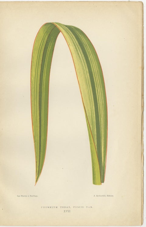 Variegated Elegance: A Collection of 19th Century Botanical Prints, view 2