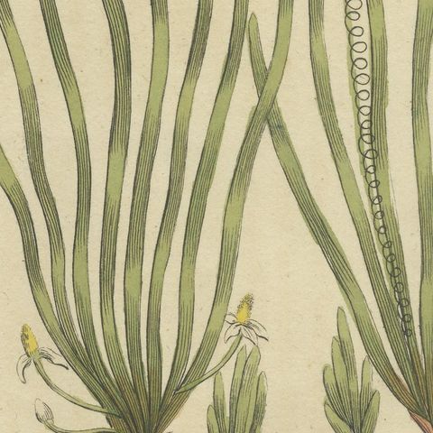 Frogbit and Spiral Tape Grass Water Plants, Antique Bertuch Print, circa 1818, close-up 3