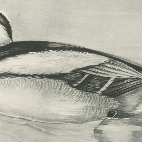 Smew, Antique Bird Print after Lilian Medland, circa 1909, close-up 2