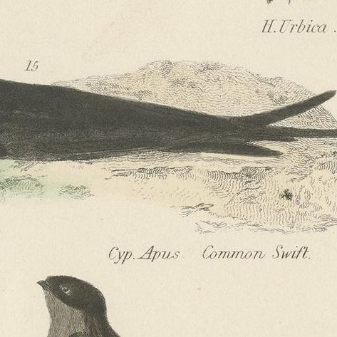 Antique Bird Print of the House Martin and Other Birds by Richardson, circa 1860, close-up 2