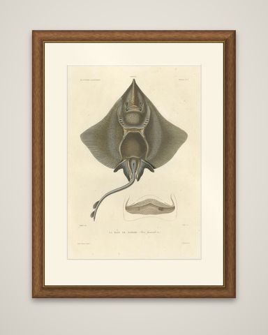 Antique Print of Arctic Skate or Gaimard’s Ray, Hand-Colored Lithograph, 1854, shown framed