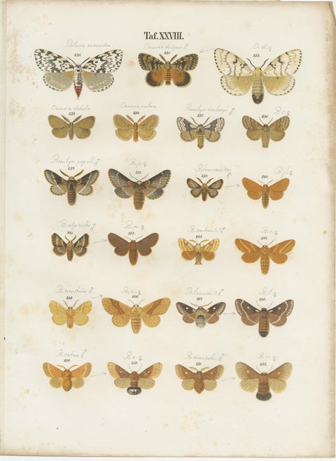 Set of 5 Antique Prints of Various Butterflies and Moths by Ramann, circa 1870, view 4