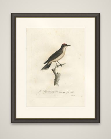 1807 Vermilion Flycatcher Handcolored Print- Antique Ornithological Illustration, shown framed