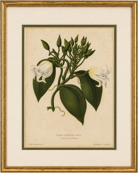 Antique Botanical Lithograph, Vanilla Guianensis, Suriname Orchid, 1856
