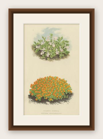 Corsican Betony and Coral Bead Plant, Hand-Coloured Botanical Print, 1874, shown framed