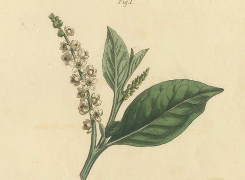 Antique Botanical Engraving of Pokeweed (Phytolacca) - 1803 Floral Print, close-up 3