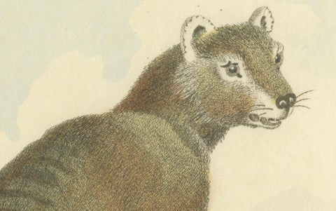 Antique Print with Hand Coloring of a Tasmanian Tiger or Tasmanian Wolf, close-up 1