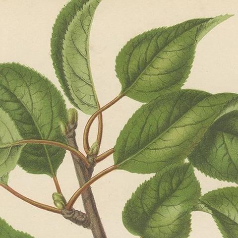 Antique Print of the Harvey Apple by G. Severeyns, 1876, close-up 1
