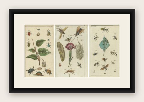 Antique Insect Prints: Small Vibrant Engravings of Bugs, Leaves & Flowers, 1832, shown framed