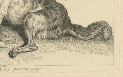 Trapped Wolf: A Detailed Etching - circa 1740, close-up 1