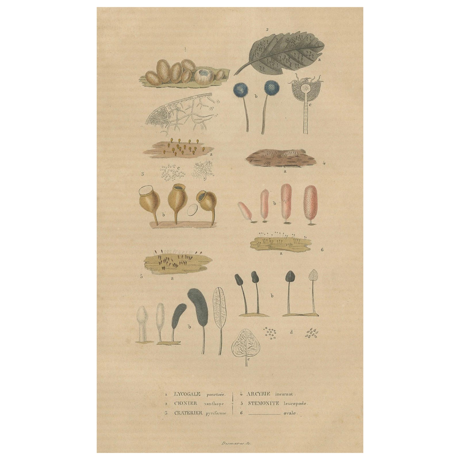Fungal Forms: Illustrations of Mycological Diversity, 1845