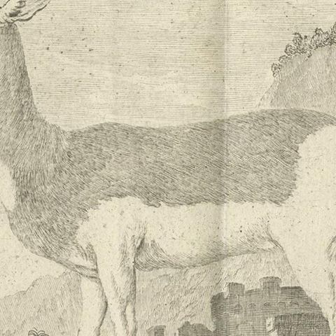 Pl. 36 Antique Print of an Antelope Species by Buffon, 1769, close-up 2