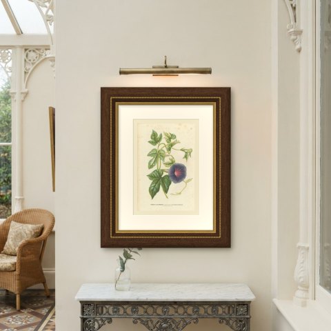 Japanese Morning Glory Caerulea Variegata, Pharbitis Polymorpha, 1858, shown framed on a wall