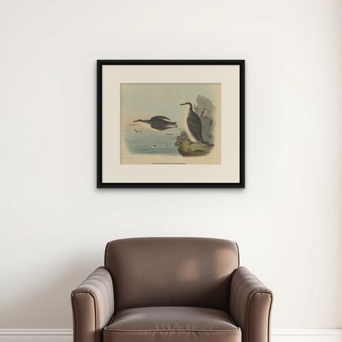 Rare Large Antique Bird Print Depicting Xantus's Murrlets, 1869, shown framed on a wall