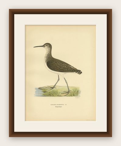 Antique Bird Print of the Green Sandpipe by Von Wright, 1929, shown framed