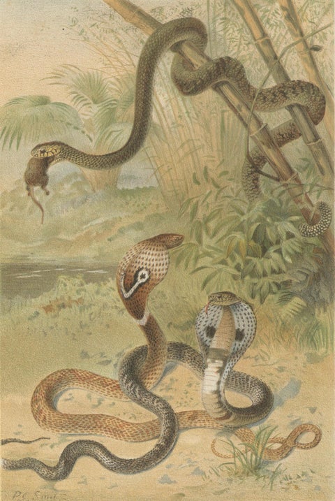 Rattlesnake and Cobras, Antique Reptile Natural History Print, c.1895, close-up 1