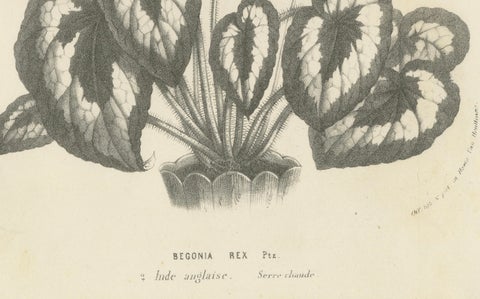 Botanical Illustration of Begonia Rex with Flowers, 1854-1855 Lithograph Print, close-up 2