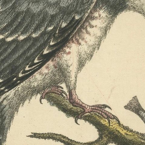 Majestic Hunter: The American Belted Kingfisher in Its Natural Habitat, 1749, close-up 4