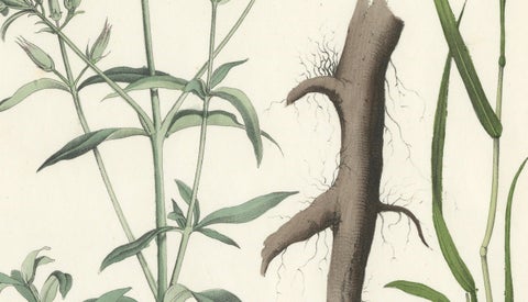 Hand-Colored Botanical Lithograph of Soapwort & Yellow Asphodel, 1854, close-up 3