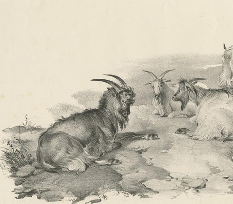No.4 Antique Print of Goats by Cooper, '1839', view 4