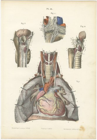 Nerves of the Heart and Larynx, Antique Hirschfeld Anatomy Print, 1866, view 2