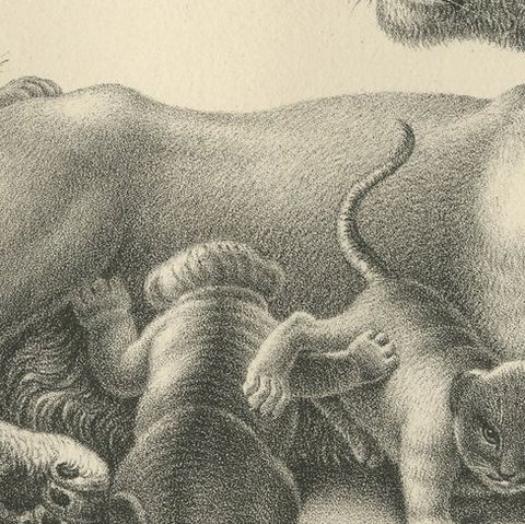 Original Antique Print of a Lioness and Her Cubs, close-up 2