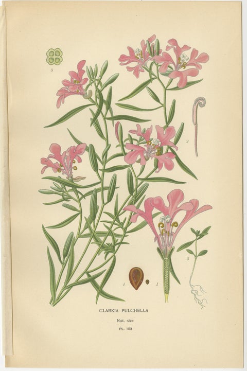 Antique Flower Prints: Clarkia Pulchella, Evening Primroses & Godetia, 1897, view 2